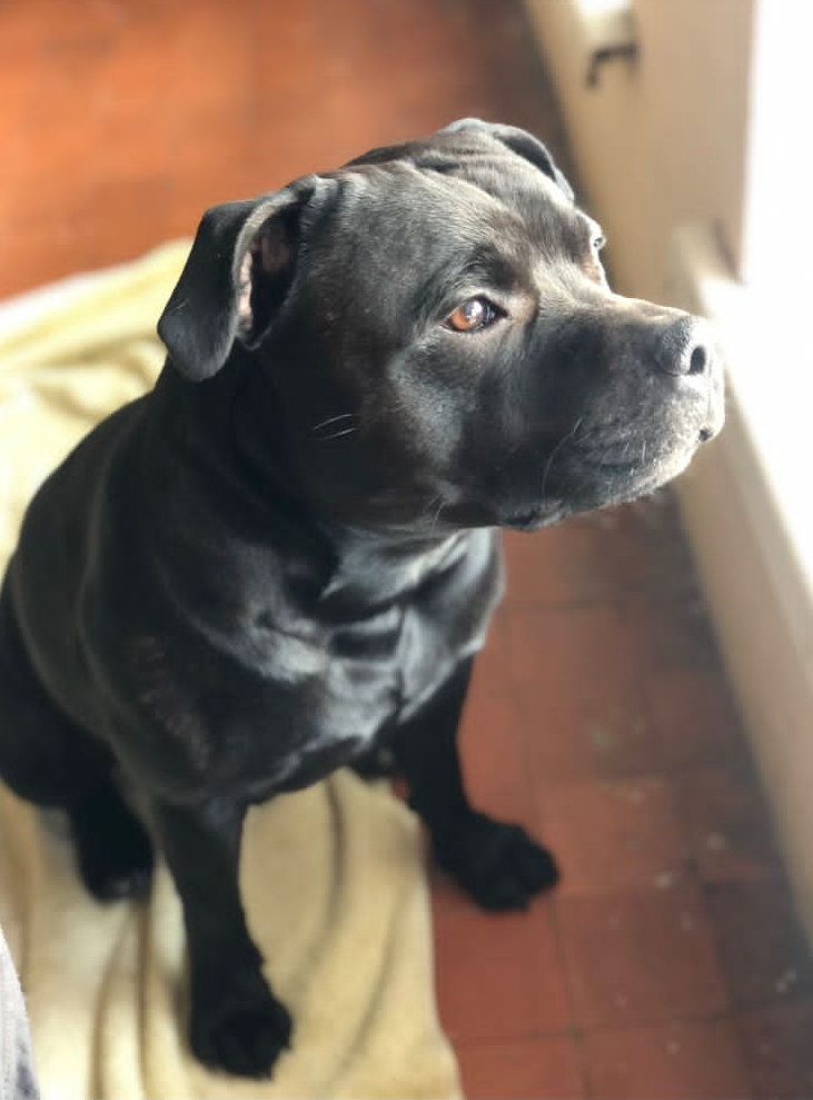 Retrato al óleo de mascota por encargo